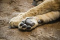 Closeup Detail Lion Paw or Foot