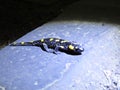 Closeup Detail Macro Picture of Black and Yellow Salamander Lizard Royalty Free Stock Photo