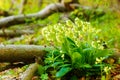 Closeup detail of meadow flower - wild healing herb - Primula elatior.