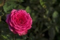 Closeup detail of one pink rose on the left with green leaves on background Royalty Free Stock Photo