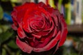 Closeup detail of one red rose in the center with green leaves on background Royalty Free Stock Photo