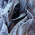 Closeup and detail on a pile of frosted dead leaves in a forest undergrowth in winter Royalty Free Stock Photo