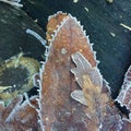 Closeup and detail on a pile of frosted dead leaves in a forest undergrowth in winter