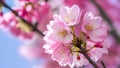 Closeup detail of pink cherry blossom flower against soft background