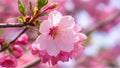 Closeup detail of pink cherry blossom flower against soft background