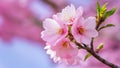 Closeup detail of pink cherry blossom flower against soft background
