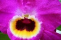 Closeup detail of pink Dendrobium orchid flower with yellow, dark violet and white center