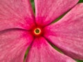 Closeup Detail of Pink Periwinkle Flower