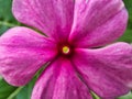 Closeup Detail of Pink Periwinkle Flower Royalty Free Stock Photo