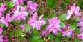 closeup detail of pink Rhododendron flowers in Spring