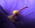 Closeup detail of pistil