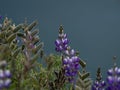 Closeup detail of purple blue andean mountain flower plant lupin chocho Lupinus mutabilis Quilotoa Ecuador South America