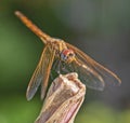 Closeup detail of red eyed dragonfly on plant stalk