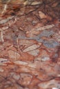 Red fossiliferous limestone