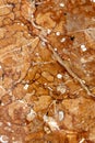 Red fossiliferous limestone