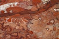 Red fossiliferous limestone