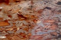 Red fossiliferous limestone