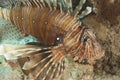 Closeup detail of red sea lionfish Royalty Free Stock Photo