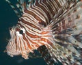 Closeup detail of red sea lionfish Royalty Free Stock Photo
