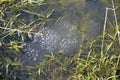 Closeup of a section of frog spawn