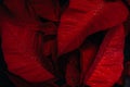 Closeup detail shot of a Poinsettia red plant leaves on a dark background Royalty Free Stock Photo