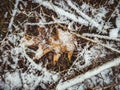 Closeup detail shot of winter forest floor with fallen tree leaves Royalty Free Stock Photo