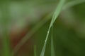 Closeup on stalks and herbs in a meadow