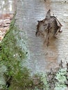 Closeup Detail of a Tree Trunk Covered with Moss and Lichen with a Split in its Bark