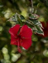 Closeup detail view of one single isolated red hibiscus flower plant in green nature garden Tarapoto Peru South America Royalty Free Stock Photo