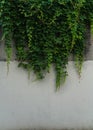 Closeup detail of a wall and ivory hanging over