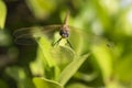 Closeup detail of wandering glider dragonfly on leaf Royalty Free Stock Photo