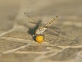 Closeup detail of wandering glider dragonfly on paved path Royalty Free Stock Photo