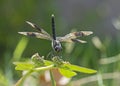 Closeup detail of wandering glider dragonfly on plant leaf Royalty Free Stock Photo