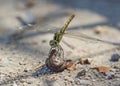 Closeup detail of wandering glider dragonfly on stone Royalty Free Stock Photo