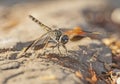 Closeup detail of wandering glider dragonfly on stone path Royalty Free Stock Photo