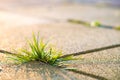 Closeup detail of weed green plant growing between concrete pavement bricks in summer yard Royalty Free Stock Photo