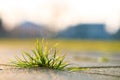 Closeup detail of weed green plant growing between concrete pavement bricks in summer yard Royalty Free Stock Photo