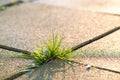 Closeup detail of weed green plant growing between concrete pavement bricks in summer yard