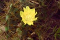 Closeup detail of Yellow cactus flower of Indian Barbary fig prickly pear thorn, spiky Cactus succulent plant, Opuntia ficus- Royalty Free Stock Photo