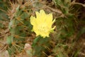 Closeup detail of Yellow cactus flower of Indian Barbary fig prickly pear thorn, spiky Cactus succulent plant, Opuntia ficus-