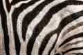 Detail of a zebra`s hair in the Addo Elephant National Park, near Port Elizabeth, South africa