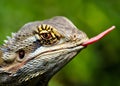 A closeup detailed headshot of a green iguana sticking out tongue.