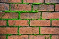 Closeup detailed old aged textured vintage retro red brown brick block wall surface wallpaper backdrop with green life plant in co Royalty Free Stock Photo