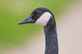 Closeup detailed portrait of a Canada goose with a colorful green and tan background / bokeh - taken at the Minnesota Valley Natio