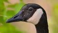 Closeup detailed portrait of a Canada goose with a colorful green and tan background / bokeh - taken at the Wood Lake Nature Cente