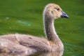 Closeup detailed portrait of Canada goose gosling swimming in lake - Wood Lake Nature Center