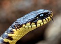A closeup detailed profile headshot of a black snake with tongue sticking out.