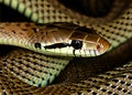 A closeup detailed profile headshot and coiled body of a snake.