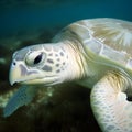 Closeup Detailed Shot of a Sea Turtle