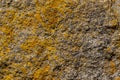 Closeup of a detailed stone rock surface covered with natural yellow and orange lichen moss texture. Royalty Free Stock Photo